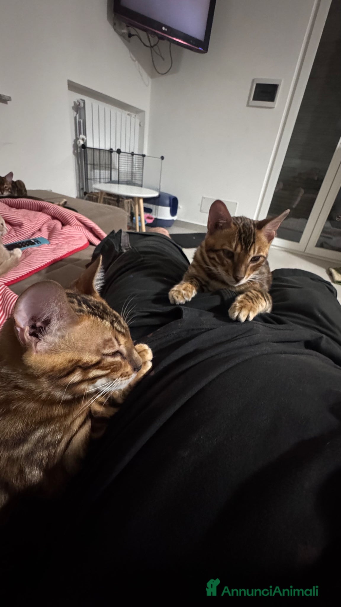 Bengala gatti Bengala TICA Bellissimi ed Adorabili  - Annuncio 2