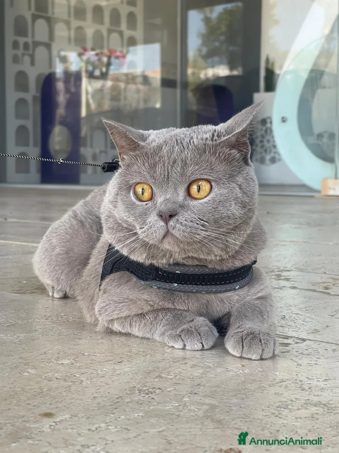 British gatti per accoppiamento: British Shorthair color Lilac - Annuncio 2