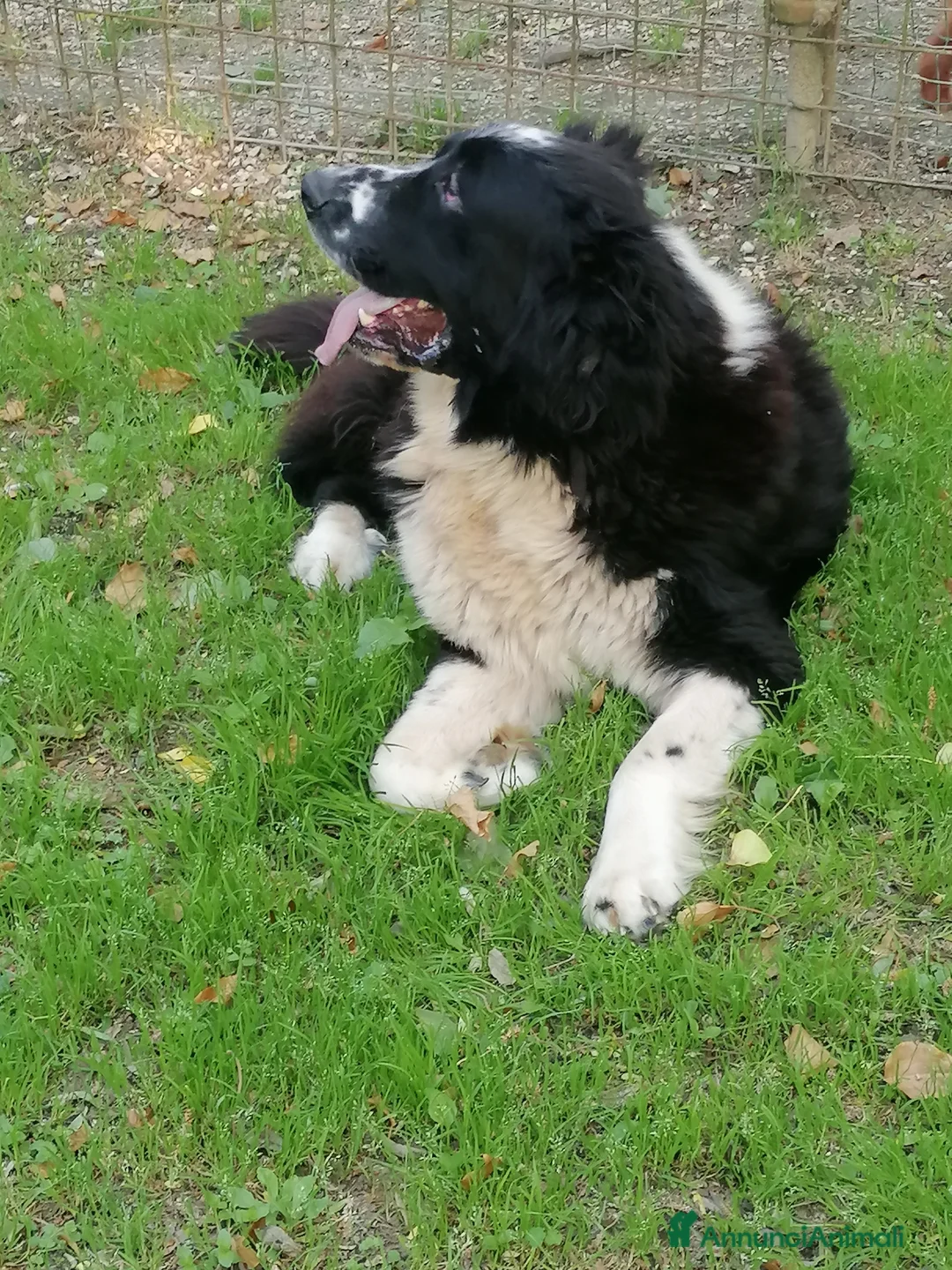 Terranova cani in regalo: Boris, Terranova in Canile  - Annuncio 21