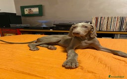 Weimaraner cani in regalo: Cucciola di weimaraner  a Provincia di Parma - Immagine 3