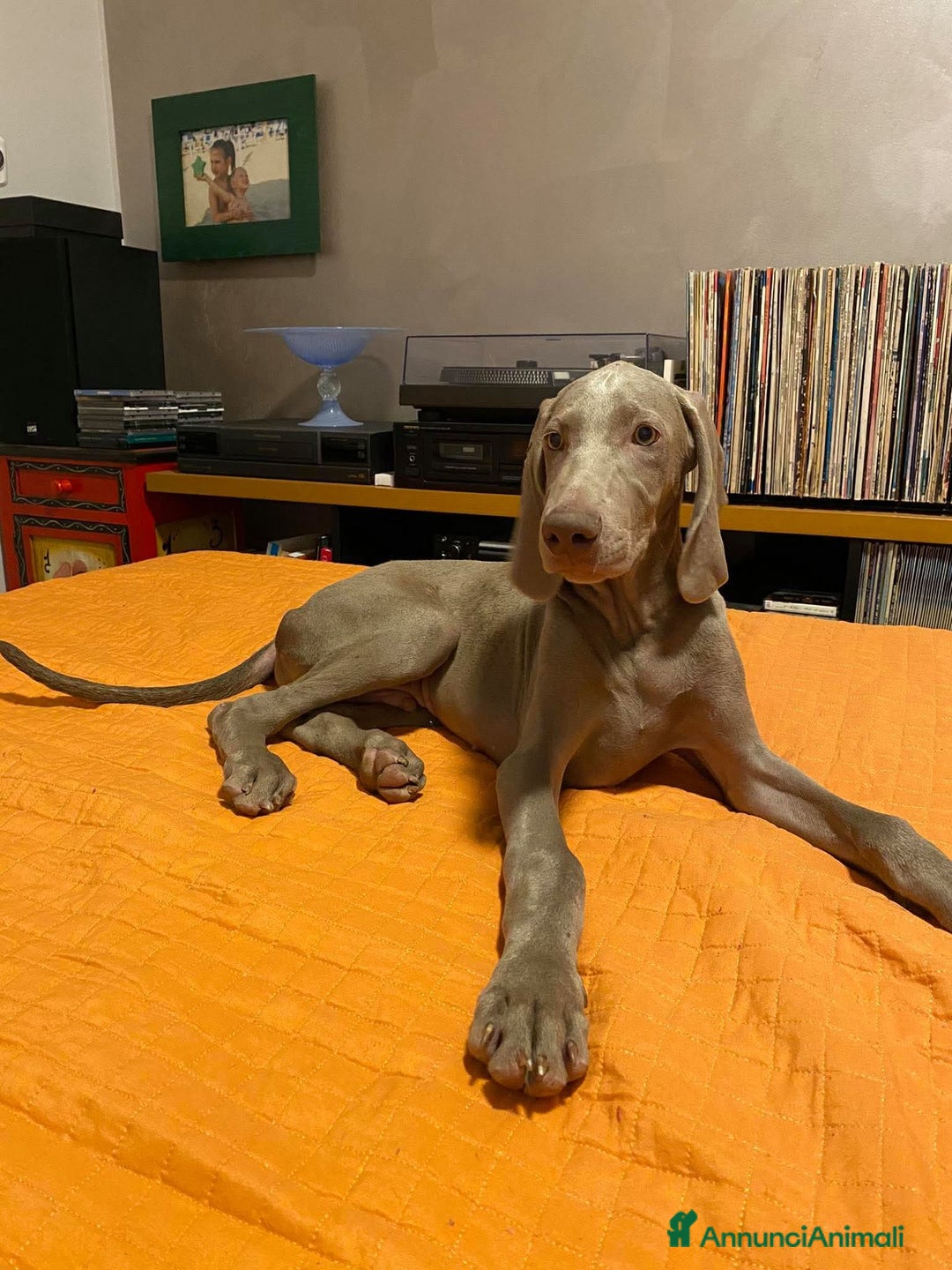 Weimaraner cani in regalo: Cucciola di weimaraner  a Provincia di Parma - Immagine 3