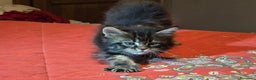 Maine Coon gatti in vendita: Vendo Cuccioli di Maine Coon - Annuncio 26