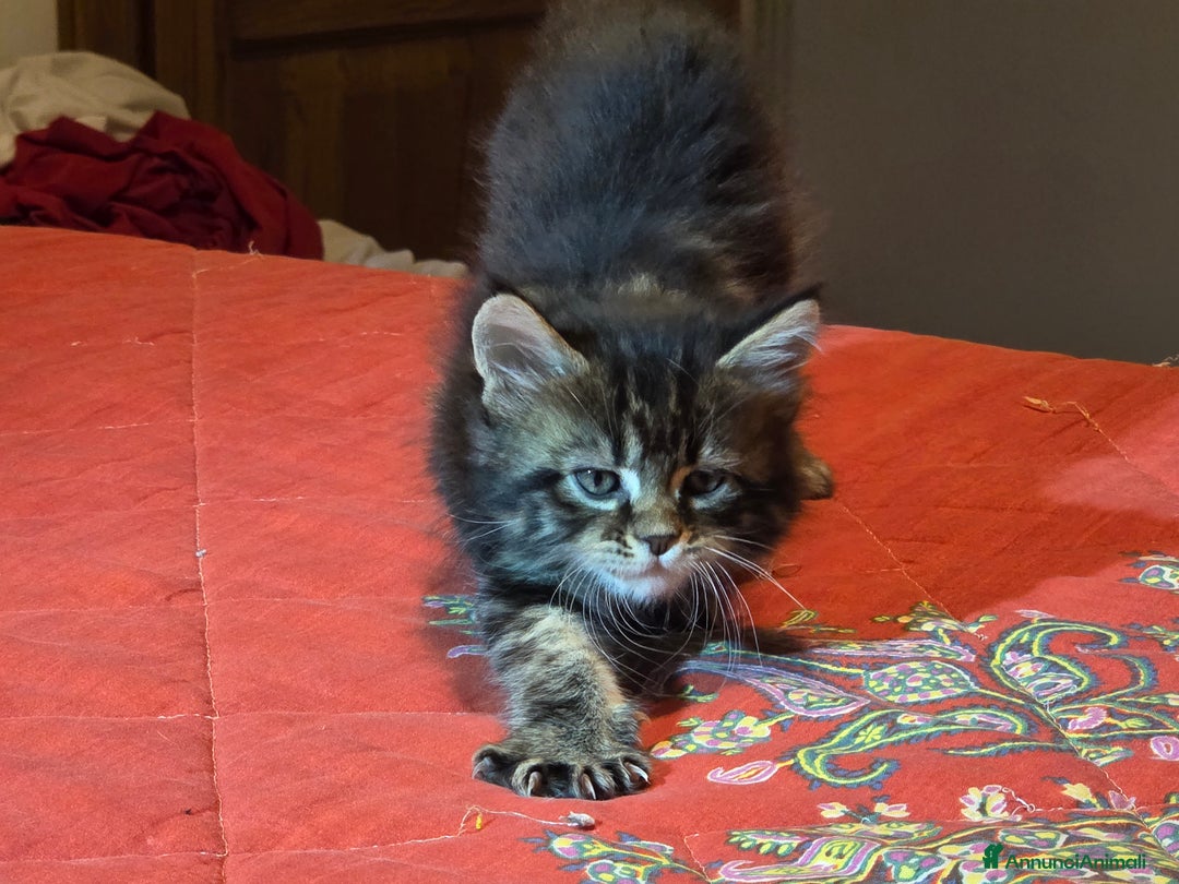 Maine Coon gatti in vendita: Vendo Cuccioli di Maine Coon - Annuncio 26