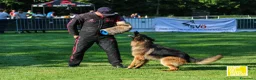 Pastore Tedesco cani in vendita: Allevamento di Terra Scura a Provincia di Salerno - Annuncio 32