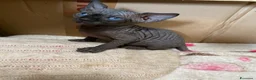 Sphynx gatti in vendita: Gatti sphynx - Annuncio 8