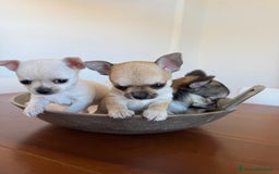 Chihuahua cani in vendita: Cuccioli di Chihuahua Cercano Casa!  a Provincia di Sassari - Immagine 8