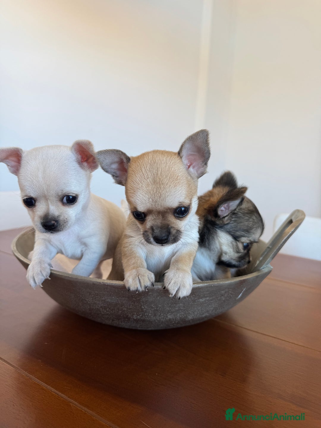 Chihuahua cani in vendita: Cuccioli di Chihuahua Cercano Casa!  a Provincia di Sassari - Immagine 8