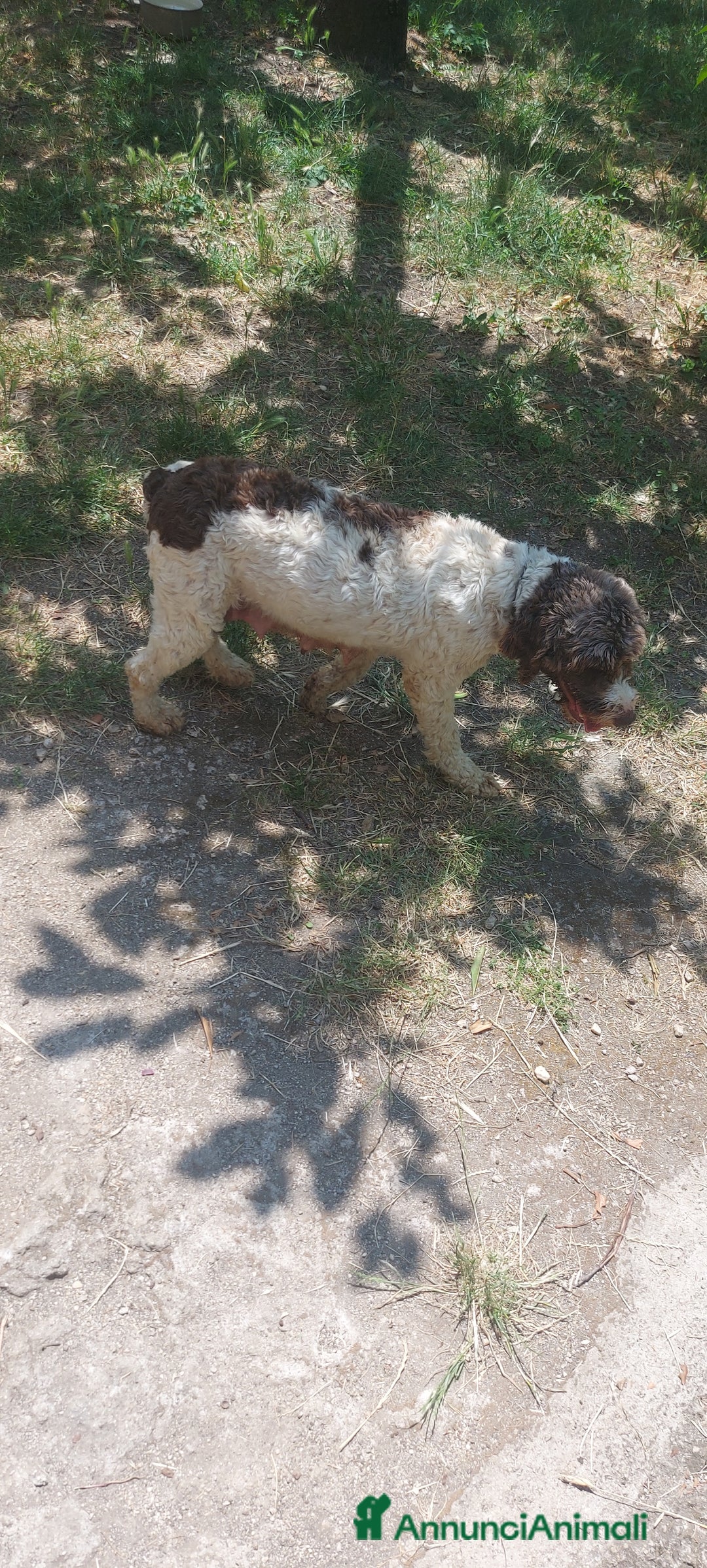Lagotto cani in vendita: Lagotto romagnolo  a Provincia dell'Aquila - Immagine 7