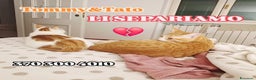 Europeo gatti in regalo: Tato e tommy - Annuncio 4