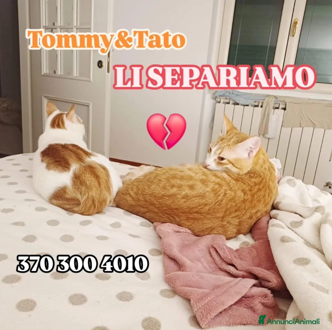 Europeo gatti in regalo: Tato e tommy - Annuncio 4