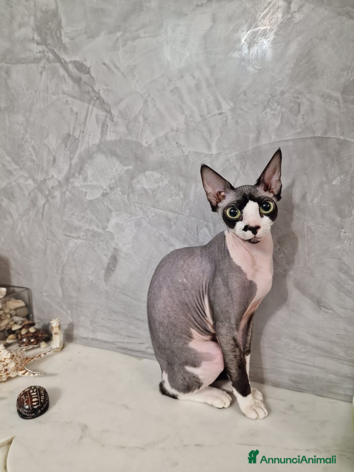 Sphynx gatti Sphynx - Annuncio 2
