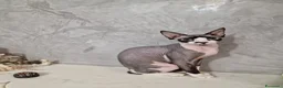 Sphynx gatti in vendita: Sphynx - Annuncio 1