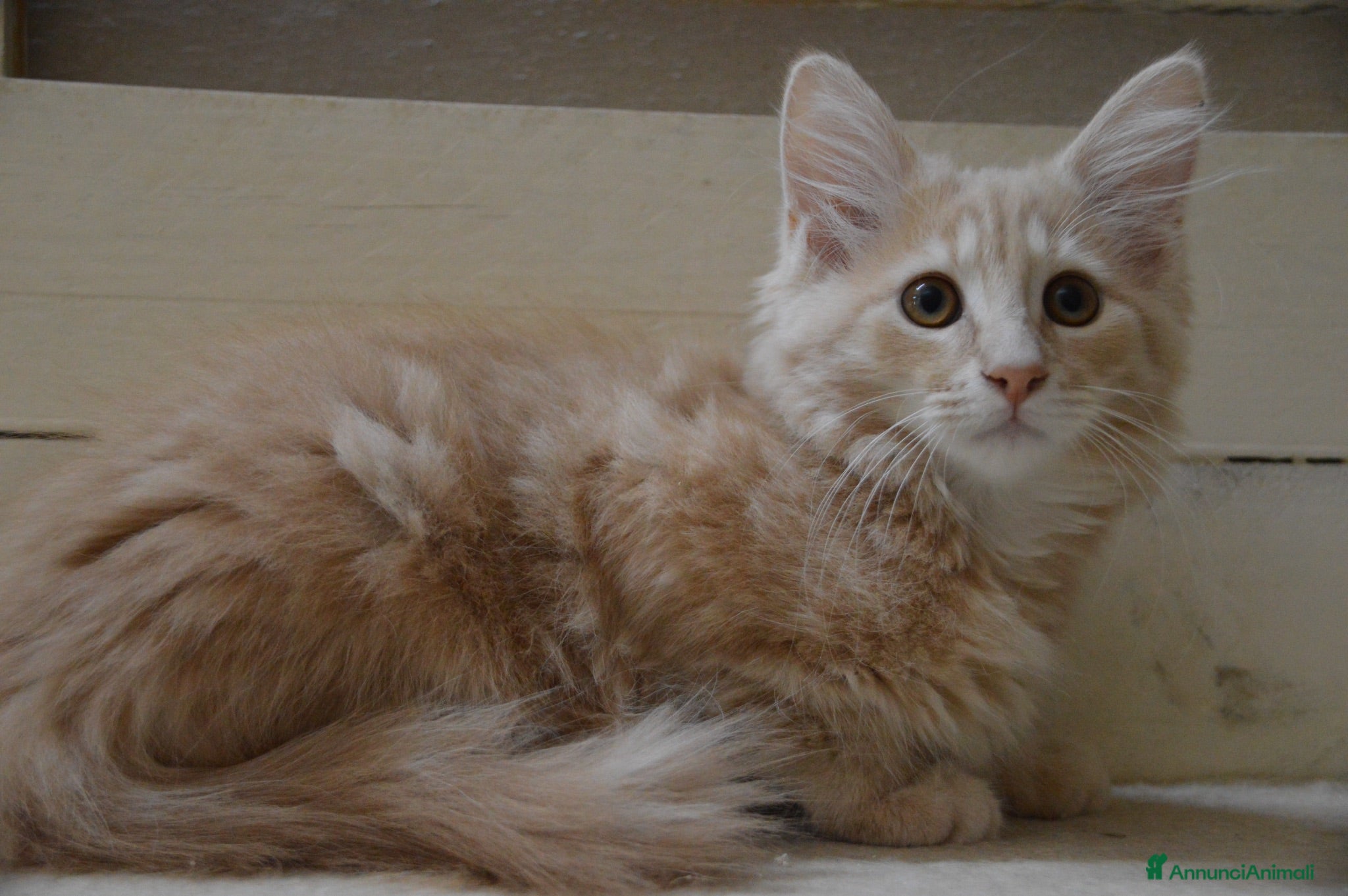Norvegese gatti Cuccioli norvegesi delle foreste  - Annuncio 3