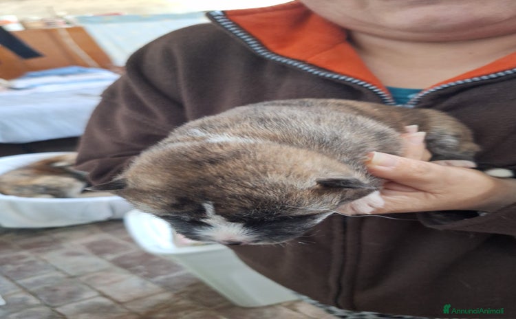 Akita Inu cani - Annuncio 2