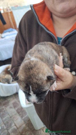 Akita Inu cani - Annuncio 2