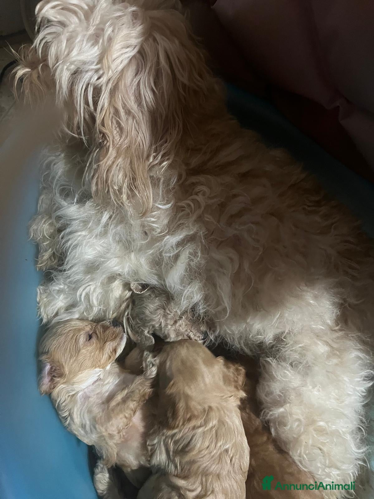 Barboncino cani Barboncini toy - Annuncio 1