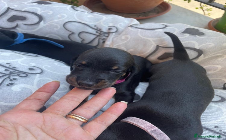 Bassotto cani a Libero consorzio comunale di Siracusa - Annuncio 12