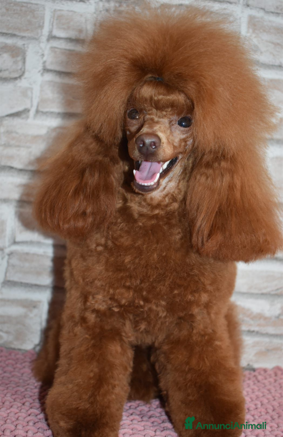 Barboncino Toy cani in vendita: Cucciolo barboncino toy red (foto reali) - Immagine 5