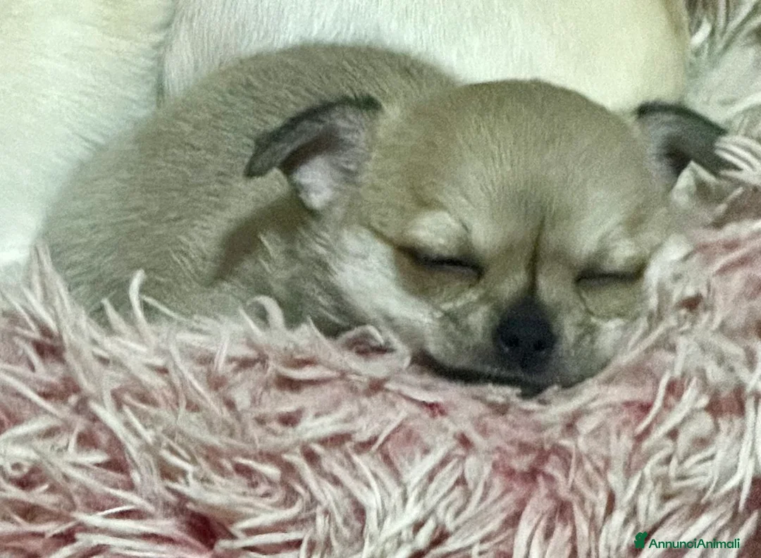 Chihuahua cani in vendita: Cucciola di chihuahua pelo corto pedigree ENCI  - Annuncio 6