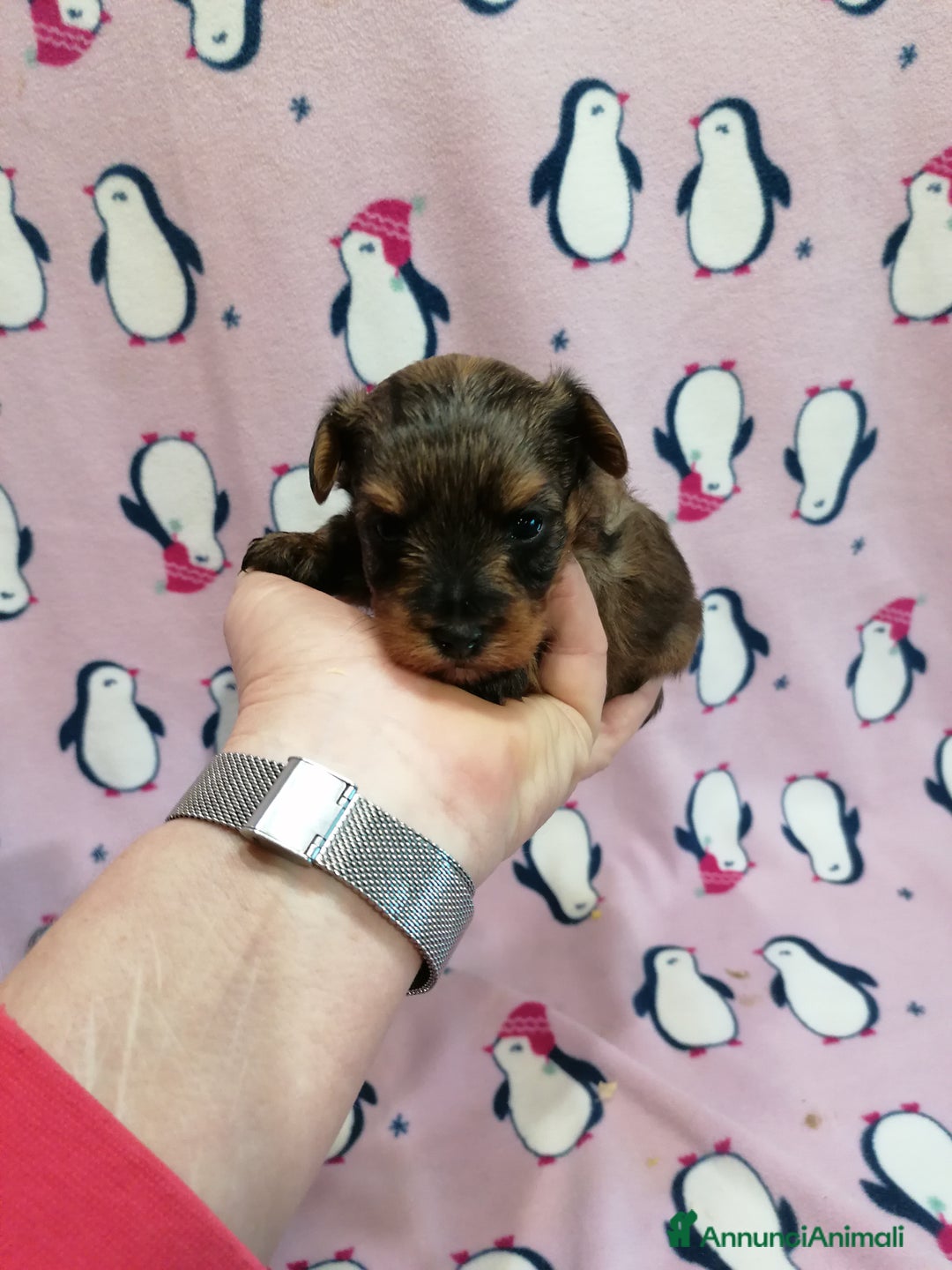 Meticcio cani in vendita: Yorkiepoo cuccioli - Annuncio 13