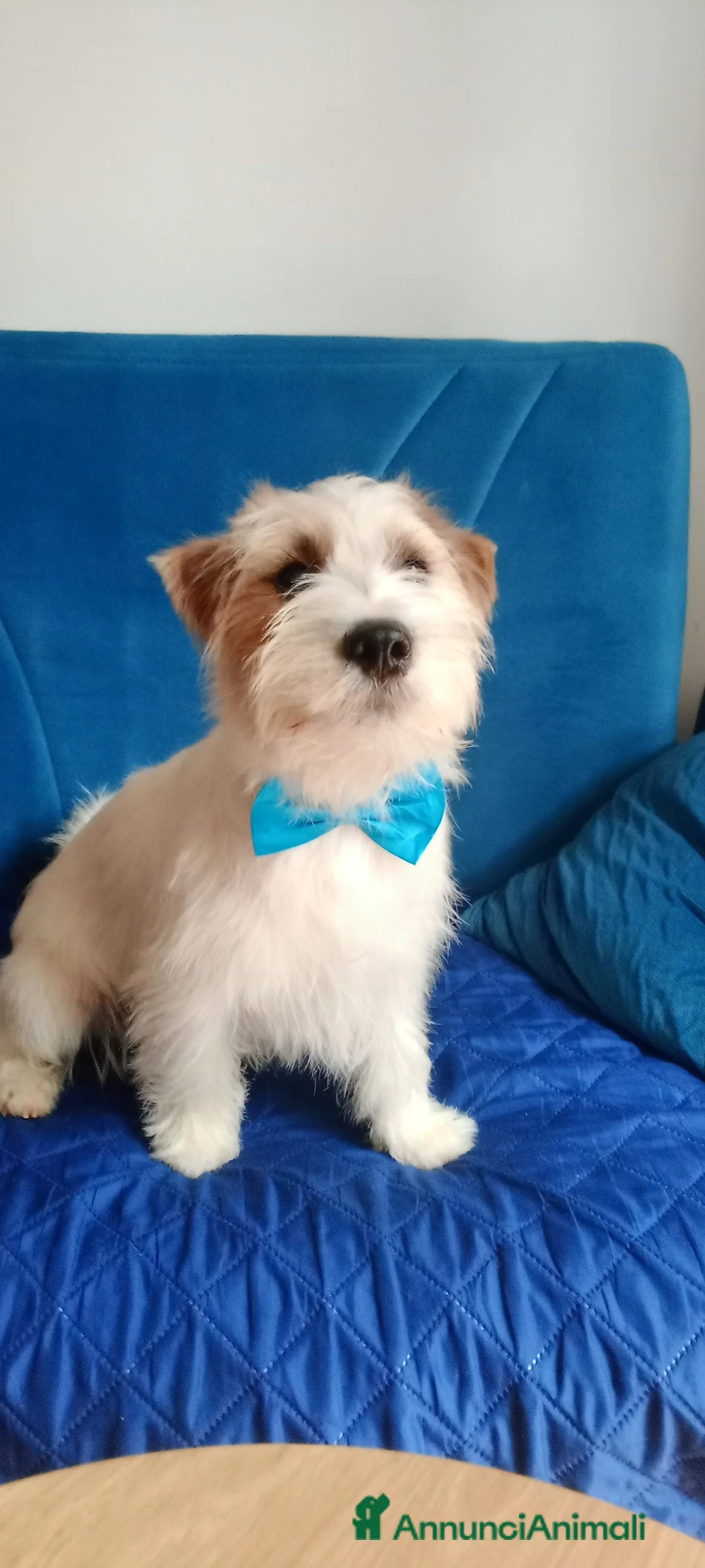 Jack Russell cani per accoppiamento: Cerco fidanzata - Annuncio 3