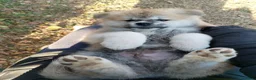 Akita Inu cani in vendita: ULTIME PRENOTAZIONI CUCCIOLI AKITA LOMBARDIA - Annuncio 15