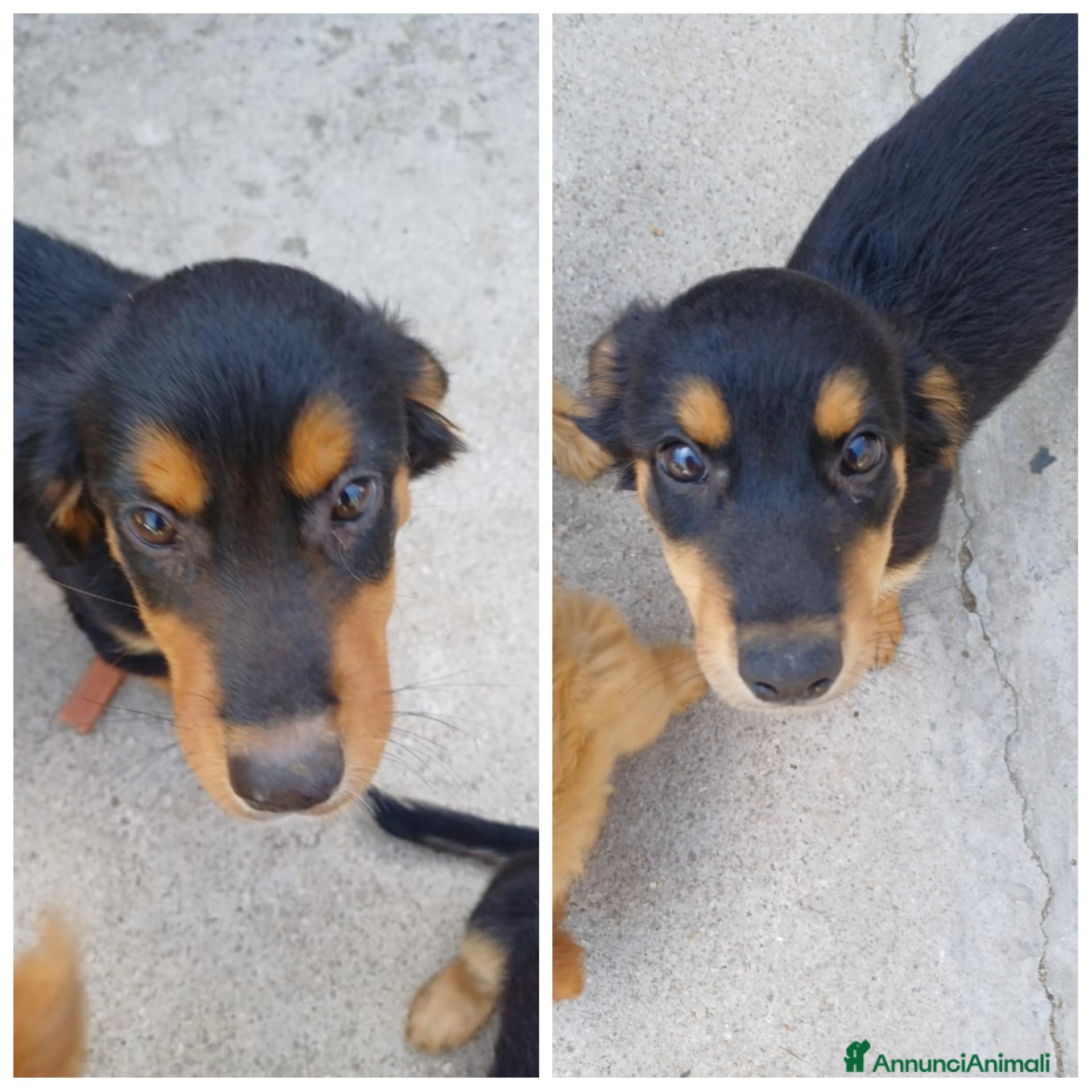 Meticcio cani Regalo 2 cucciole femmine - Annuncio 23