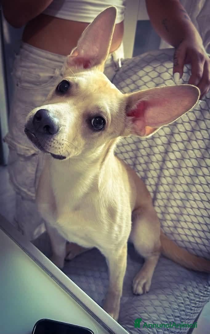 Meticcio cani Lilly, 1 anno, solo 8/9 chili  - Annuncio 2