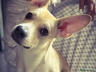 Meticcio cani Lilly, 1 anno, solo 8/9 chili - Annuncio 2