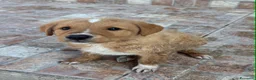 Meticcio cani in regalo: Cuccioli esclusi e soli a Città Metropolitana di Genova - Annuncio 2