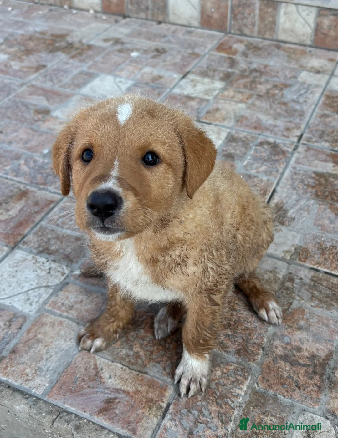 Meticcio cani in regalo: Cuccioli esclusi e soli a Città Metropolitana di Genova - Annuncio 2