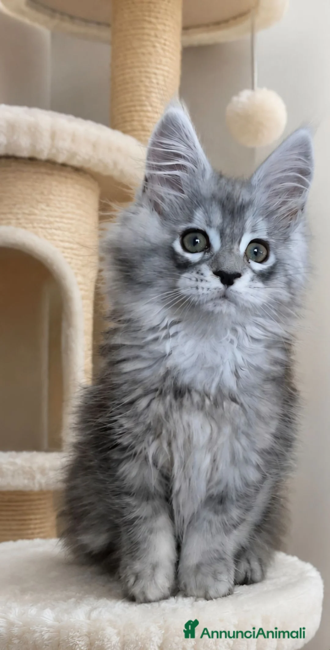 Maine Coon gatti in vendita: Cuccioli maine coon - Annuncio 1