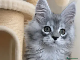 Maine Coon gatti in vendita: Cuccioli maine coon - Annuncio 1