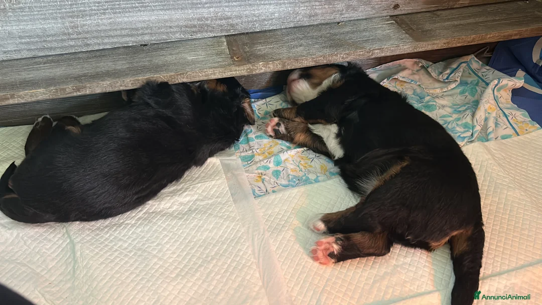 Bovaro del Bernese cani in vendita: Cucciola bovaro del bernese  - Annuncio 2