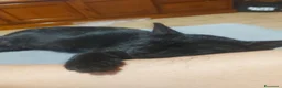 Meticcio gatti in regalo: GATTINO NERO - Annuncio 12