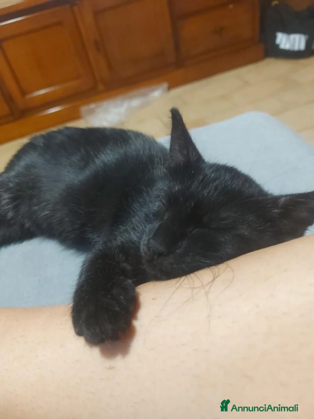 Meticcio gatti in regalo: GATTINO NERO - Annuncio 12