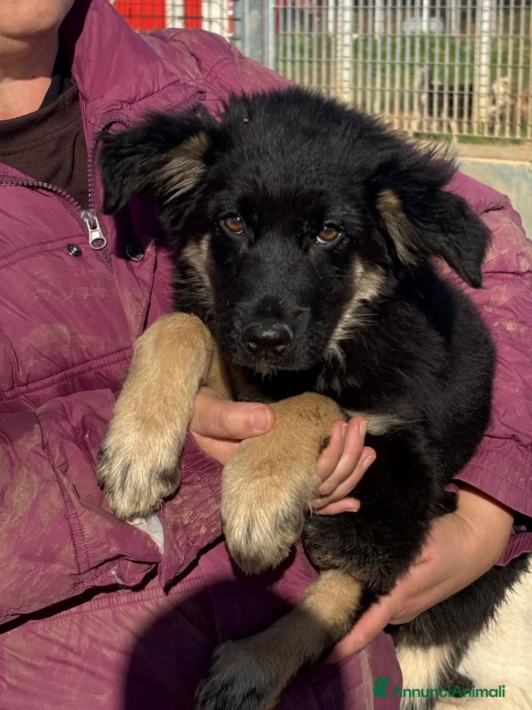 Meticcio cani in regalo: ALEX cucciolo 4 mesi mix border collie in adozione - Annuncio 5