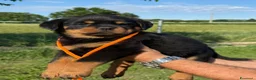 Rottweiler cani in vendita: Cuccioli di Rottwelier con pedigree  - Annuncio 5