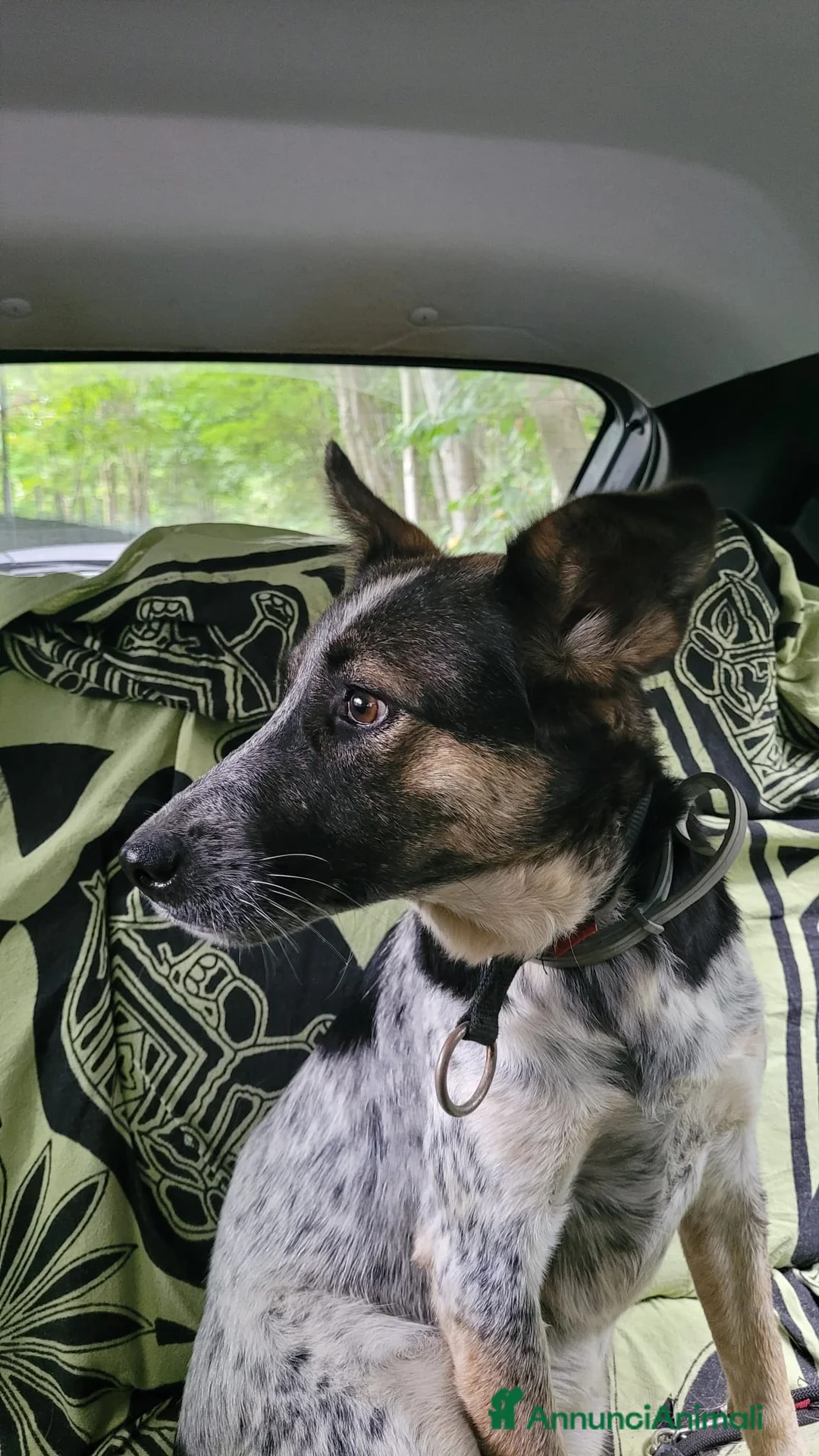 Meticcio cani in regalo: Splendida meticcia - DIVY a Città metropolitana di Milano - Annuncio 6