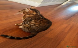 Bengala gatti in vendita: Cuccioli Bengala spotted ben 24 prenotazione  a Città Metropolitana di Bari - Immagine 5