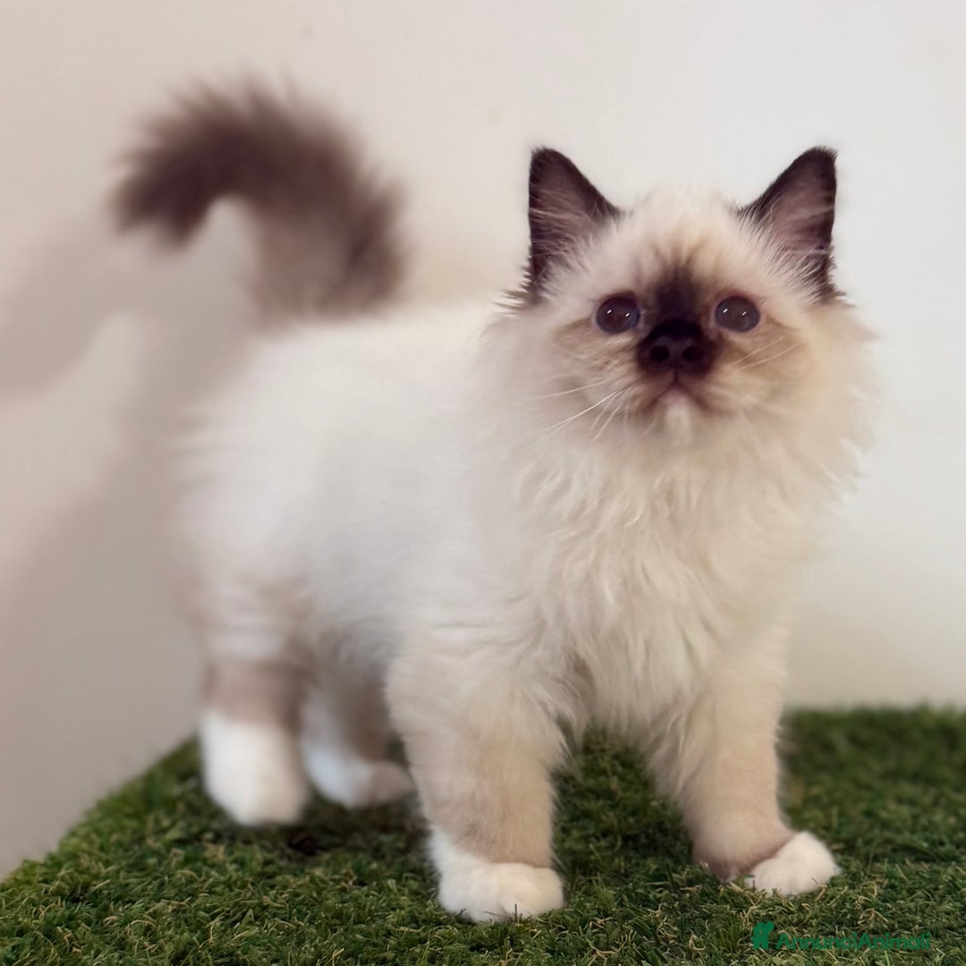 Sacro di Birmania gatti in vendita: Sacro di Birmania - Annuncio 4