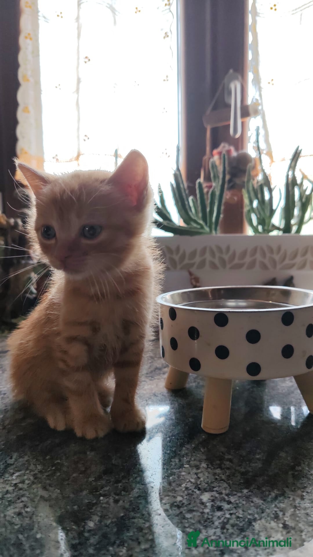Meticcio gatti regalo gattini - Annuncio 5