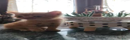 Meticcio gatti in regalo: regalo gattini - Annuncio 1