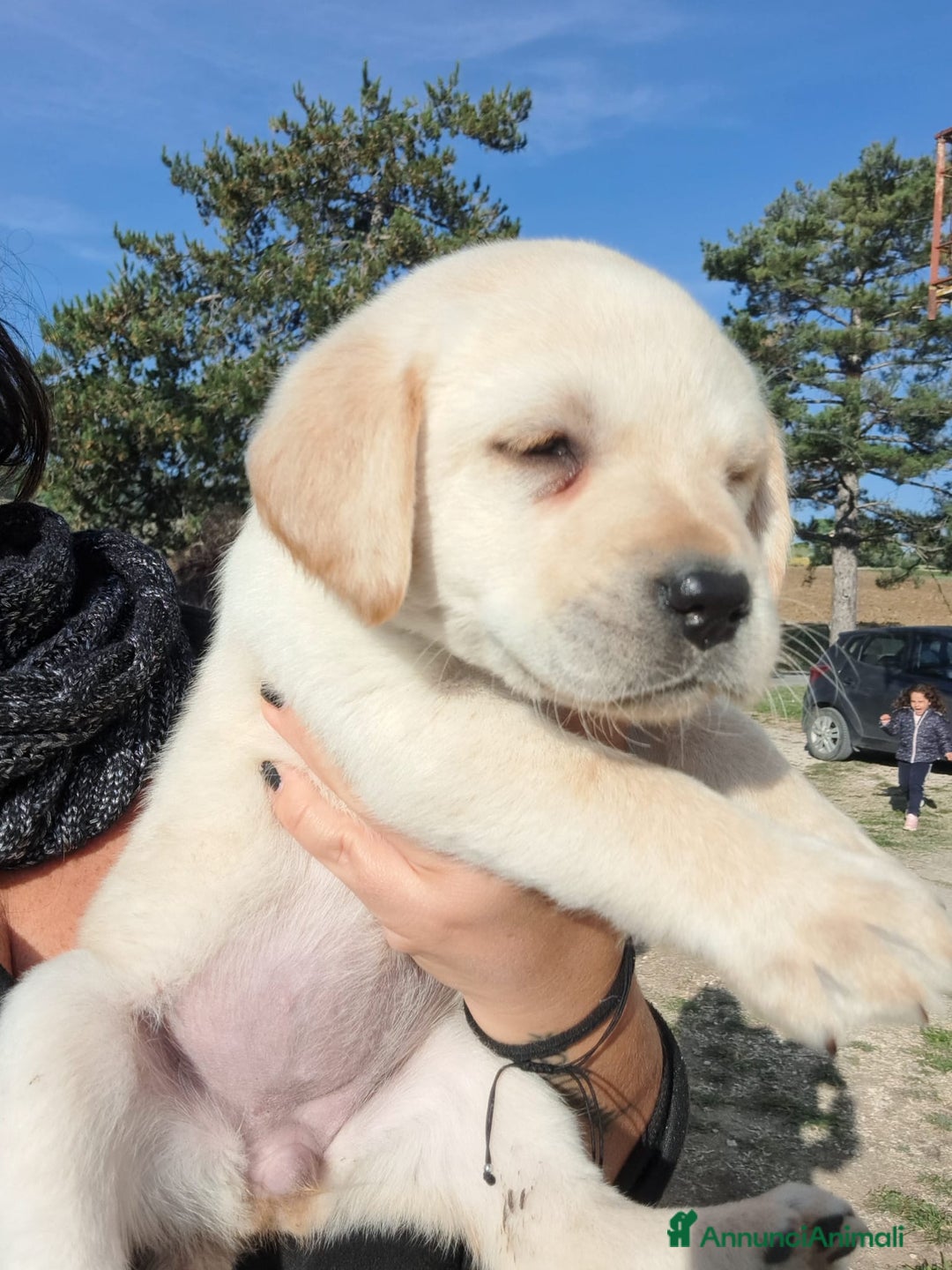 Labrador cani in vendita: Labrador cuccioli con pedigree Enci  - Annuncio 3