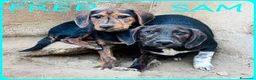 Meticcio cani in regalo: FRED e SAM giovani similbassottini - Annuncio 1