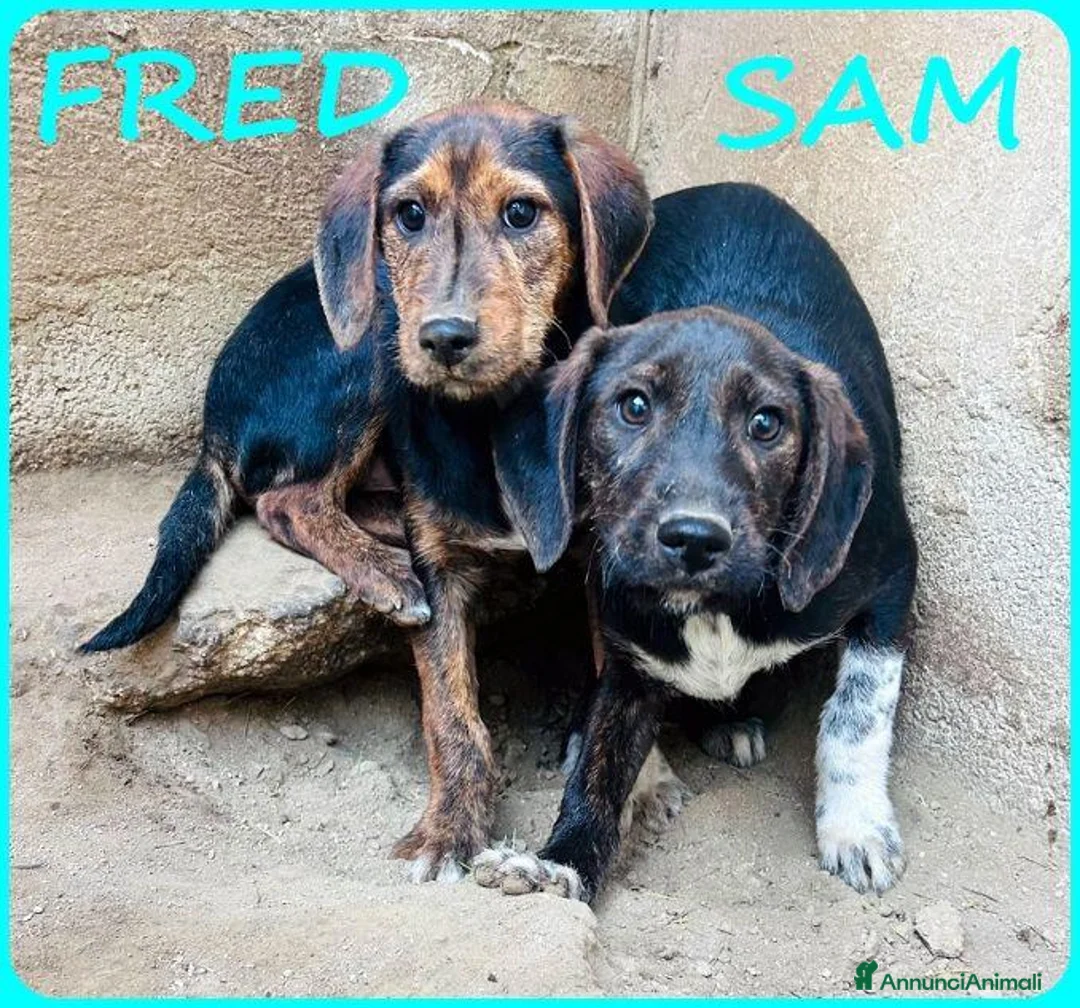 Meticcio cani in regalo: FRED e SAM giovani similbassottini - Annuncio 1
