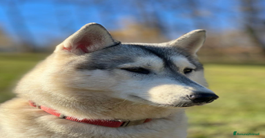 Husky cani a Provincia di Cuneo - Annuncio 1