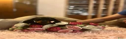Bassotto cani in vendita: Cucciolo bassotto kaninchen/nano - Annuncio 12