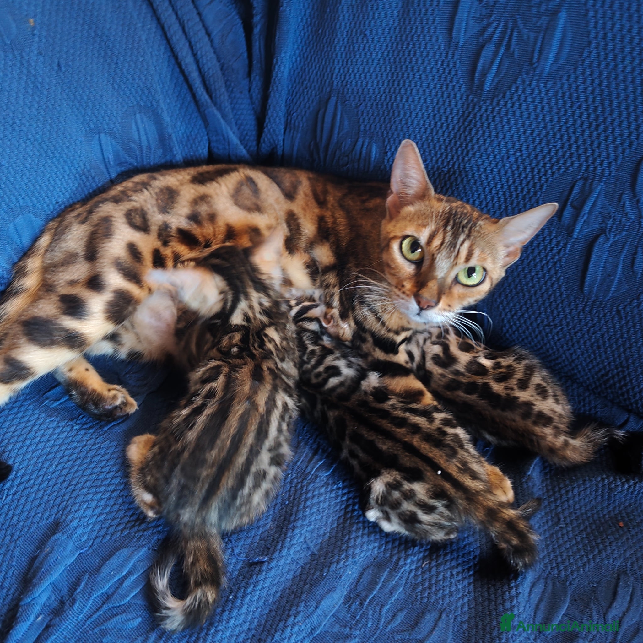 Bengala gatti in vendita: Cuccioli bengala  a Città metropolitana di Cagliari - Annuncio 2