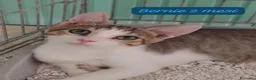 Meticcio gatti in regalo: Urgenti famiglie per questi gattini  a Provincia di Monza e della Brianza - Annuncio 6